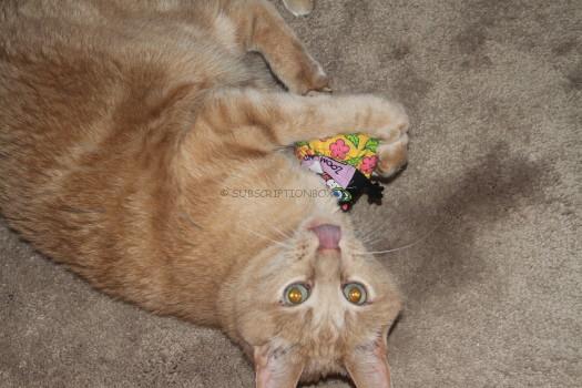 Oliver and Catnip