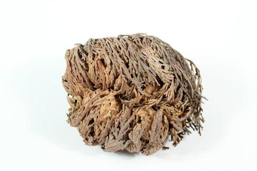 Rose of Jericho