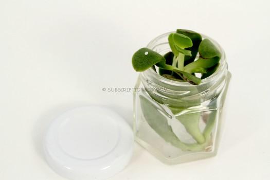 Succulent Clipping and Hexagonal Jar