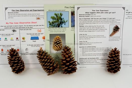 Pine Cone Experiment