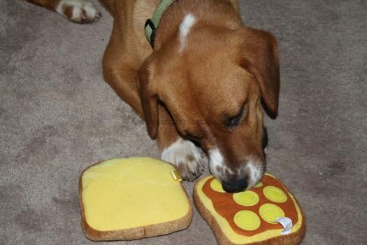 Buddy and the sandwich