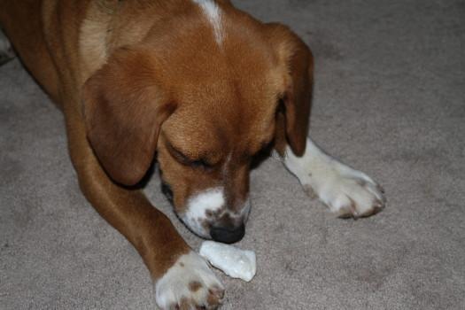 Buddy checks out Surprise My Pet treats