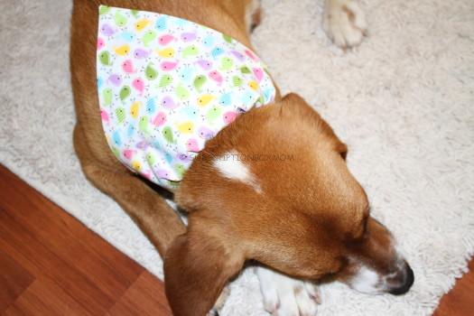 Buddy and bandana