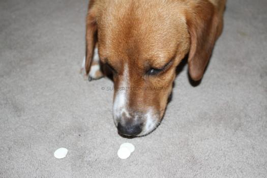 buddy and yogurt treats