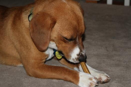 Buddy and the Bully Stick