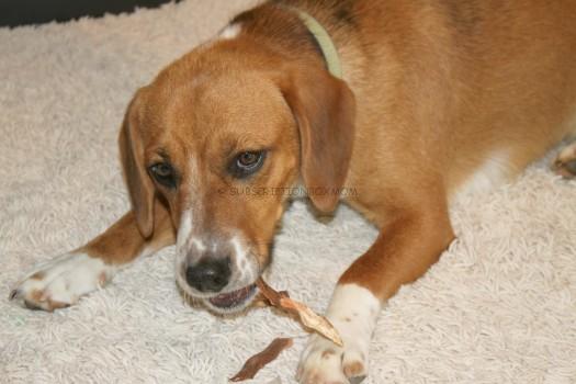 Buddy eating sweet potato fries