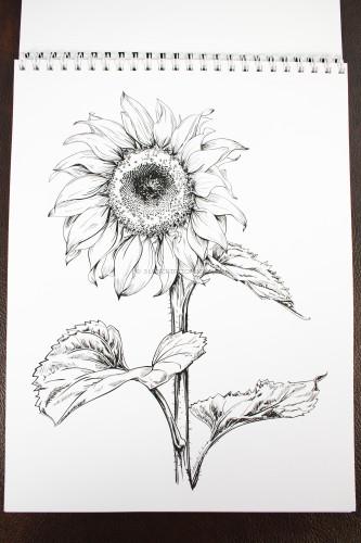 Floral Coloring Sheet