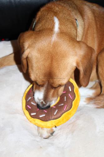 Buddy and Donut