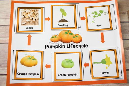 Pumpkin Lifecycle