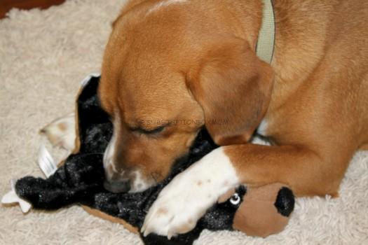 Bear Squeak Rug 