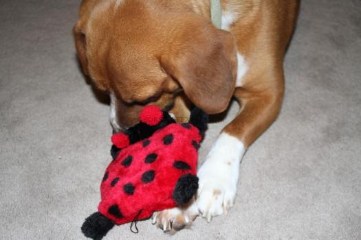 Zippy Paws Ladybug Squeaky Pad