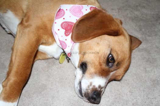 Wigglebutt Box Seasonal Kerchief