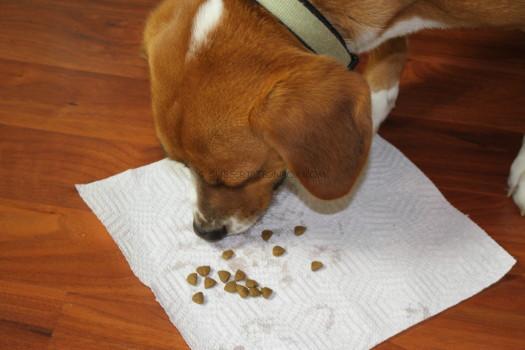 Buddy and Food