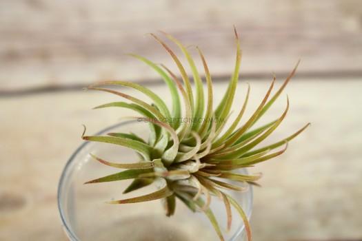 Air Plant