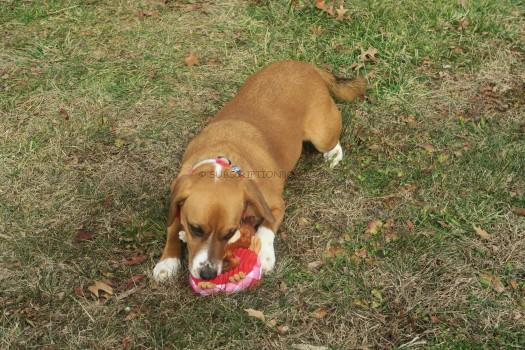 Charming Christmas Puzzlers Reindeer Pet Toy