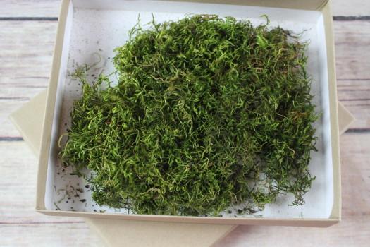 Hand Collected Natural Moss