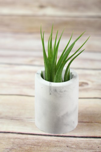 Air Plant & Holder