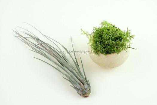 Live Airplant with Container
