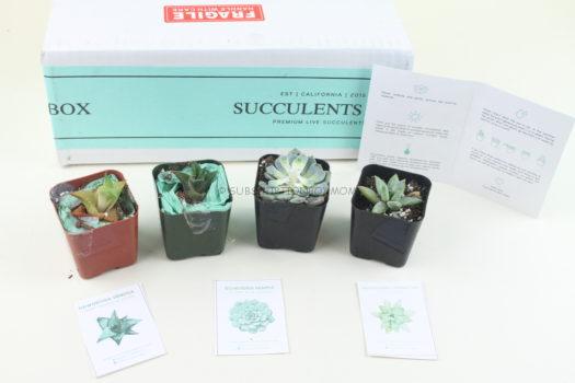 Succulents Box November 2018 Review