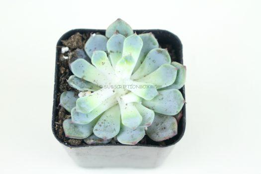 Echeveria Minima "Silvery Blue Leaves"