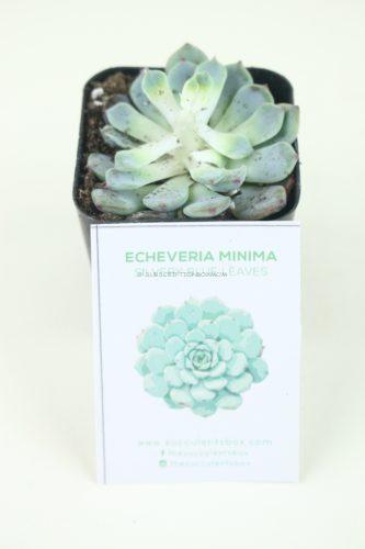 Echeveria Minima "Silvery Blue Leaves"