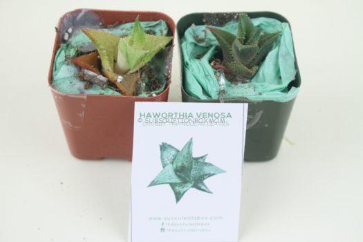 Haworthia Venosa "Chubby Triangular Leaves"