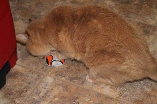 LEAP All Catnip Basketball Jersey