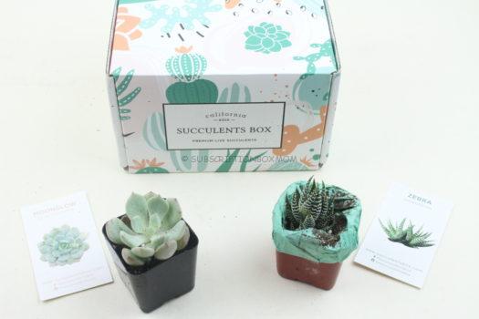 Succulents Box November 2019 Review