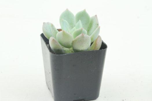 Moonglow Graptoveria 