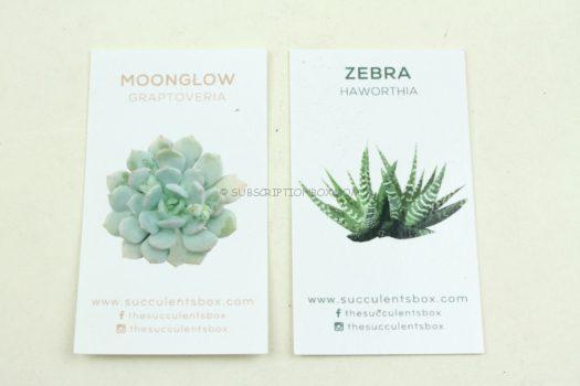 Succulents Box November 2019 Review