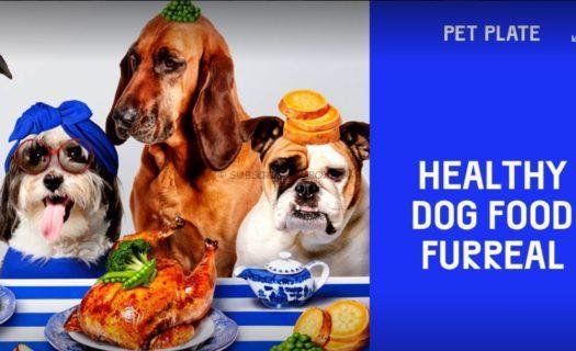 Pet Plate Cyber Monday 2020 Coupon