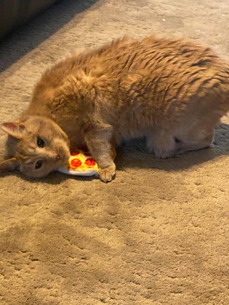 Safemade All-nip Pawsome Pizza