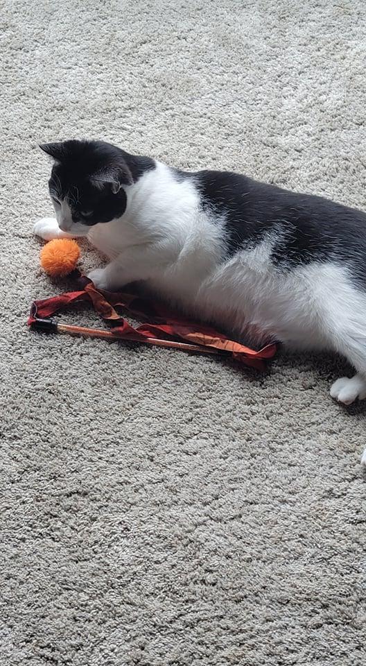 KitNipBox November 2021 Cat Box Review