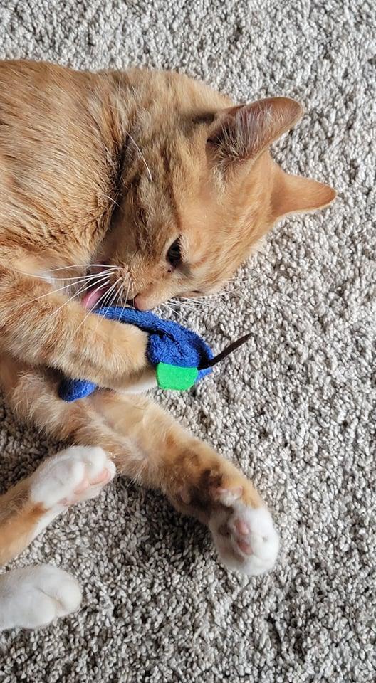 KitNipBox November 2021 Cat Box Review