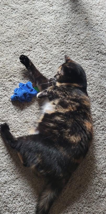 KitNipBox November 2021 Cat Box Review