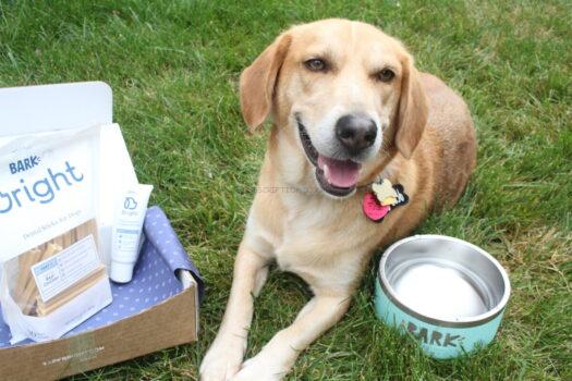 Bark Bright Dog Dental Subscription Box Review + Free Yeti Bowl