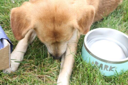 Bark Bright Dog Dental Subscription Box Review + Free Yeti Bowl