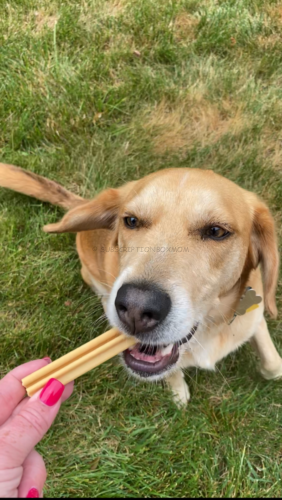 Bark Bright Dog Dental Subscription Box Review + Free Yeti Bowl