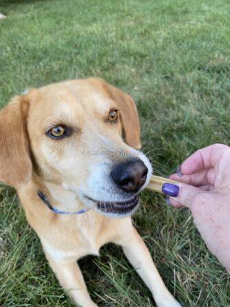 Bark Bright Dog Dental Subscription Box August 2022 Review