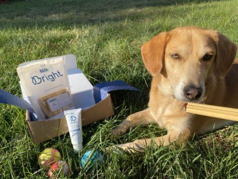 Bark Bright Dog Dental Subscription Box August 2022 Review