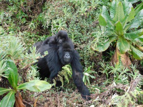 Dian Fossey Gorilla Fund - Gorilla Adoption 