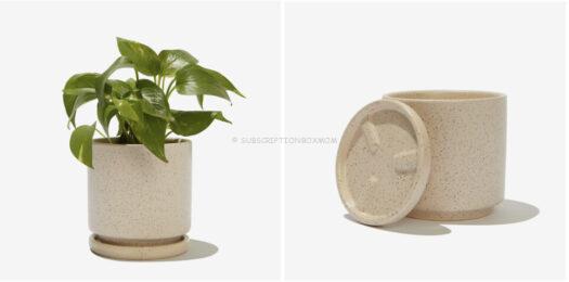 Momma Pots - 4.5" Cylinder Pot with Water Tray (White Sesame) - $28 Value
